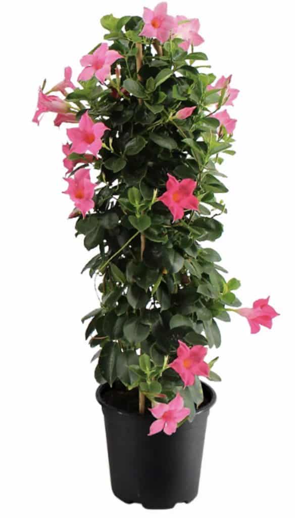 Mandevilla - Yona’s Greenhouse